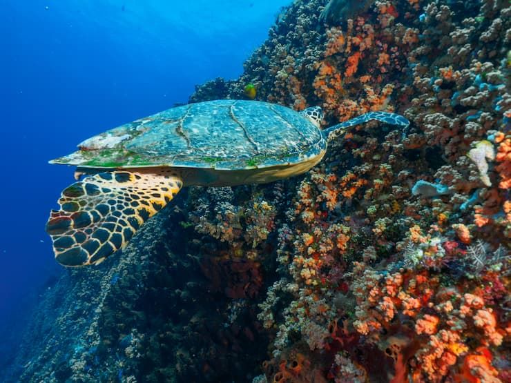 レンボンガン島で泳ぐウミガメ