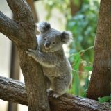 オーストラリアでコアラやカンガルーに会いたい！動物に出会える＆ふれあえるツアー盛りだくさん！