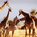 ケニアでサファリツアー体験！アフリカ屈指のサバンナ王国を楽しもう！