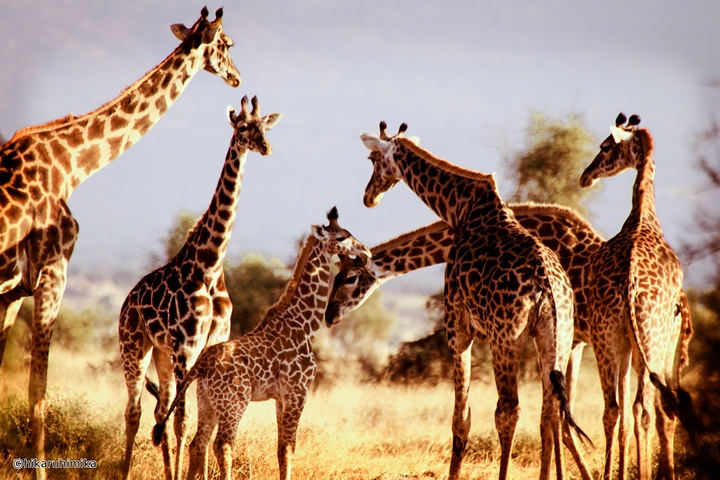 ケニアでサファリツアー体験 アフリカ屈指のサバンナ王国を楽しもう Tripiteasy