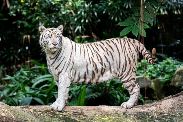 ホワイトタイガー_シンガポール動物園
