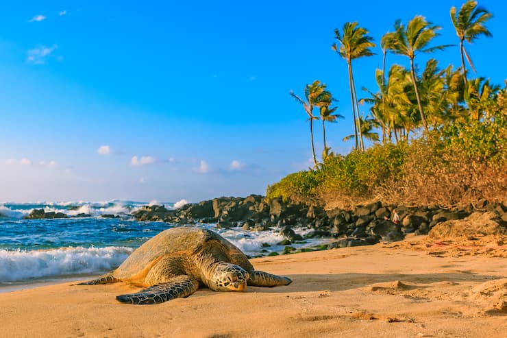 ハワイ_ハレイワのビーチのウミガメ