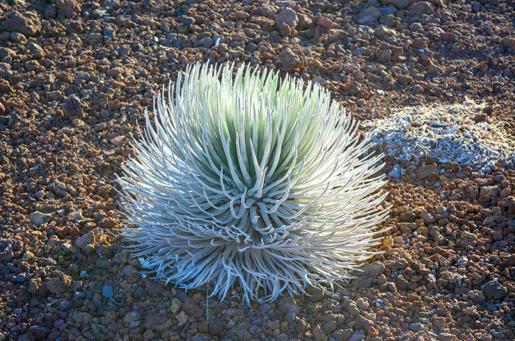 高山植物「シルバー・ソード（銀剣草）」