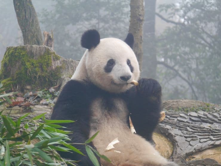 竹の葉を食べるシャンシャン