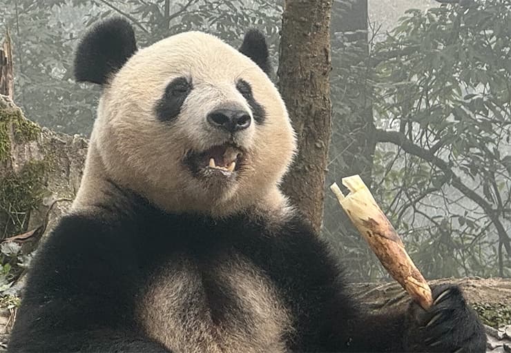 シャンシャンに会えるツアー