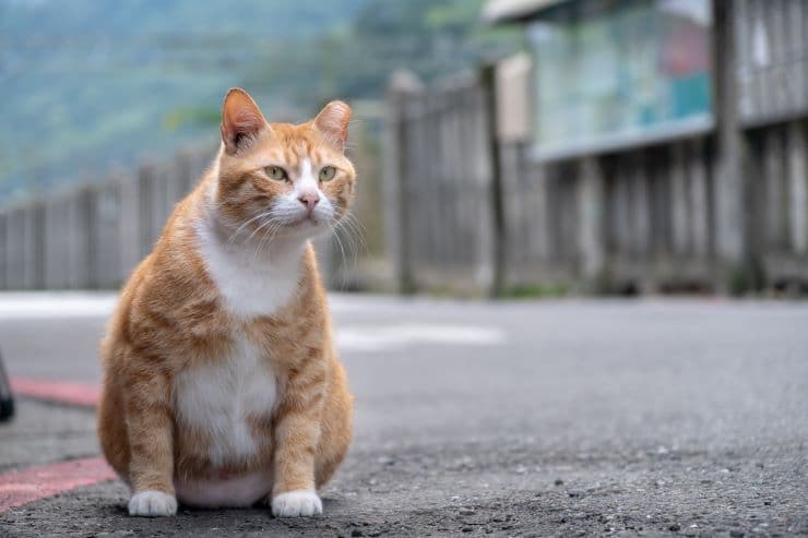 台湾　猫村