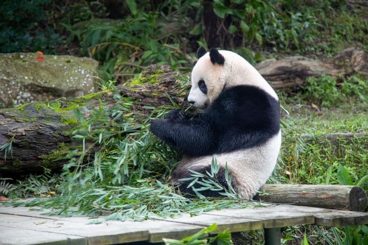 台北市動物園　パンダ