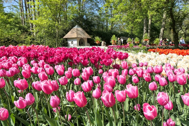 オランダ_キューケンホフ公園