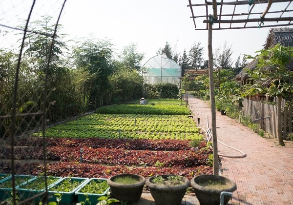 Silk Sense Organic Garden
