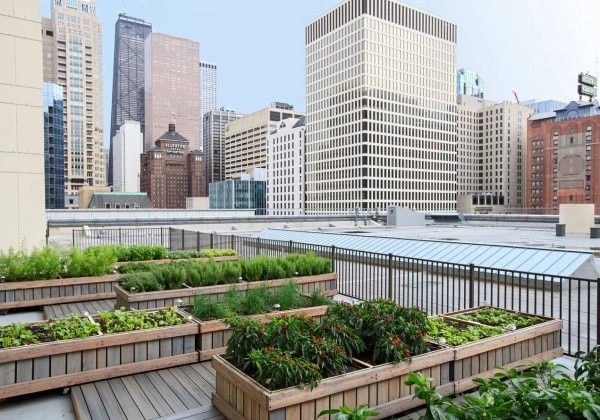 Rooftop Garden