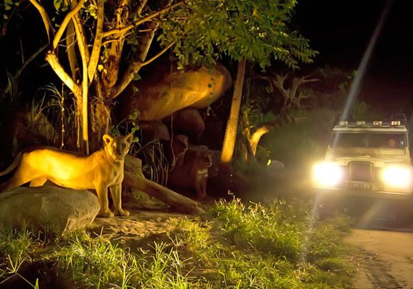 Night Safari