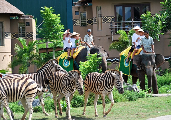 Elephant Safari