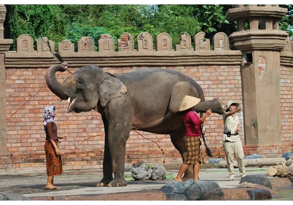 Elephant Show