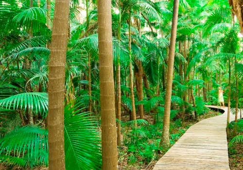 Rainforest Boardwalks