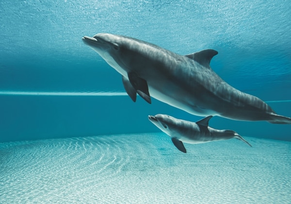 Dolphin Habitat 2