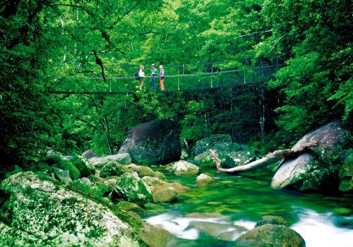 Daintree Rainforest