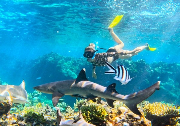 Snorkling with Sharks Day