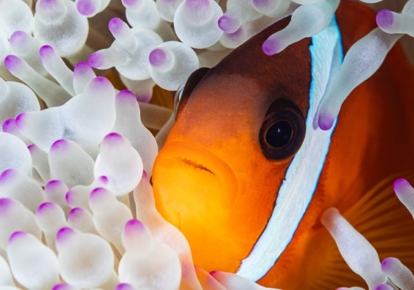 Fish life, Residents of Barefoot Manta