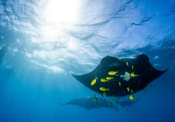 Mantra Ray Tours